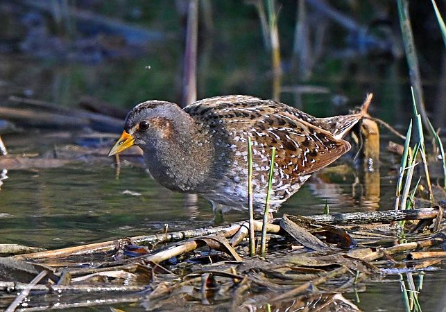 Voltolino  - Flavio Menegat