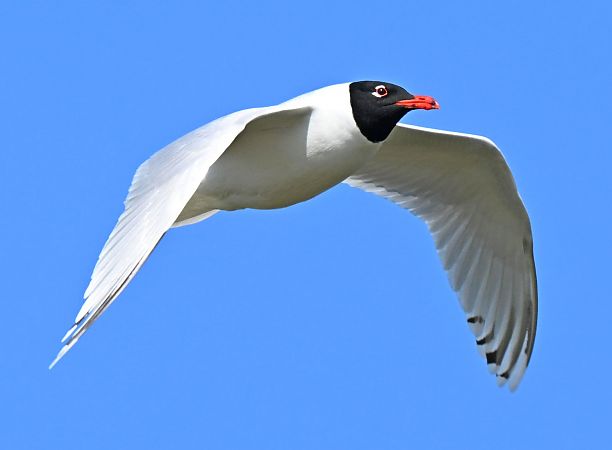 Gabbiano corallino  - Flavio Menegat