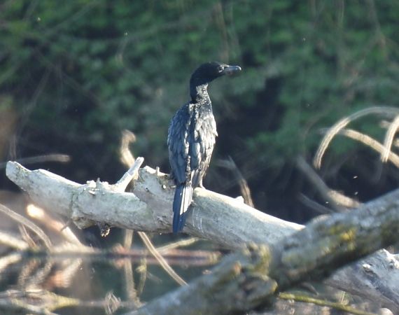 Marangone minore  - Zaffaroni Paolo