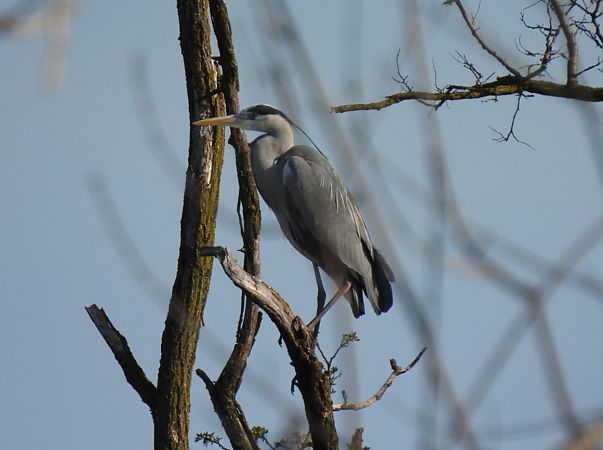 Airone cenerino  - Zaffaroni Paolo