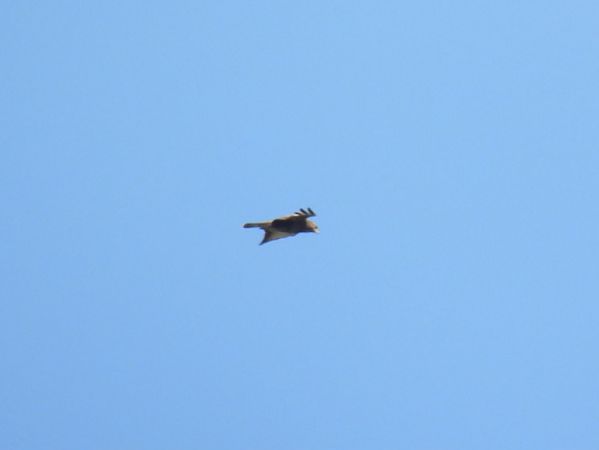 Poiana  - Zaffaroni Paolo