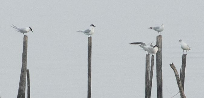 Beccapesci  - Paolo Zucca