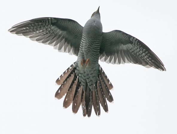 Cuculo  - Paolo Zucca