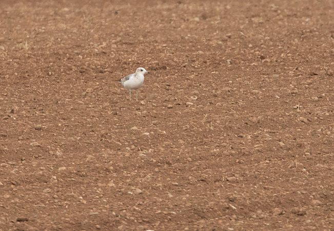 Gavina  - Paolo Zucca