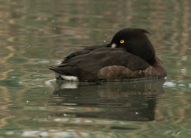 Moretta  - Paolo Zucca