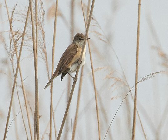 Cannareccione  - Paolo Zucca