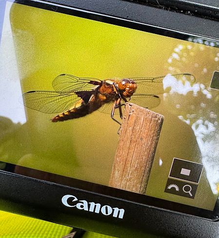 Libellula depressa  - Paolo Zucca