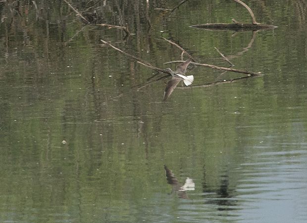 Pantana  - Paolo Zucca