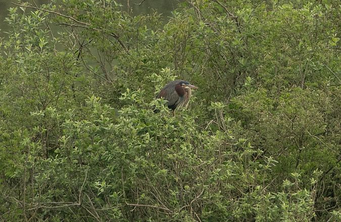 Airone rosso  - Paolo Zucca