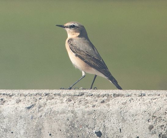 Culbianco  - Paolo Zucca