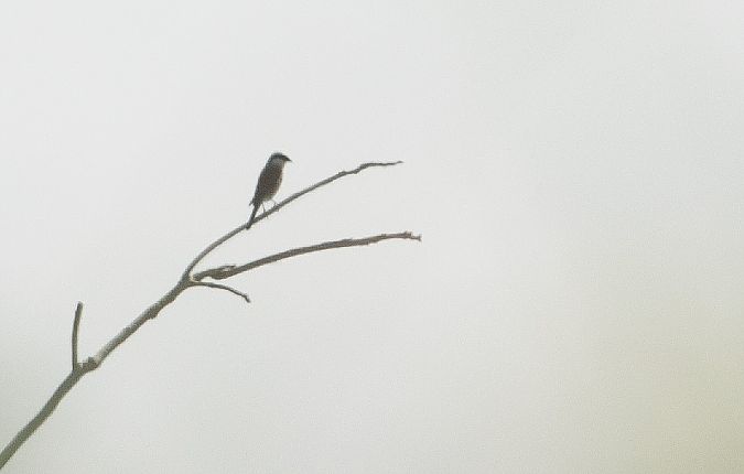 Averla piccola  - Paolo Zucca