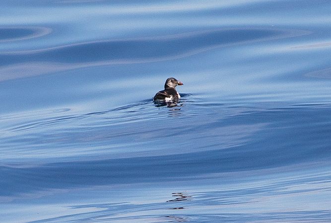 Pulcinella di mare  - Paolo Zucca
