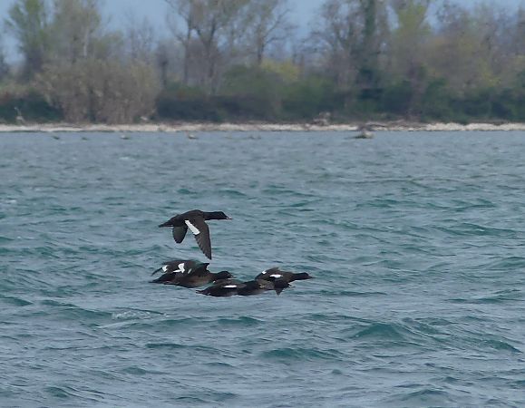 Orco marino  - Paolo Utmar (FVG)