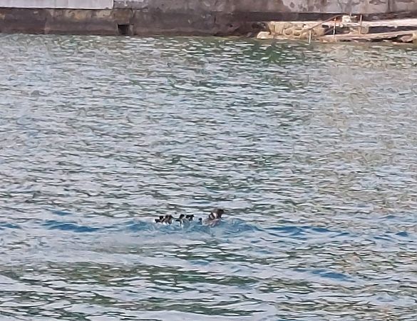 Smergo maggiore  - Anonimo