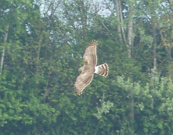 Albanella reale  - Paolo Utmar (FVG)