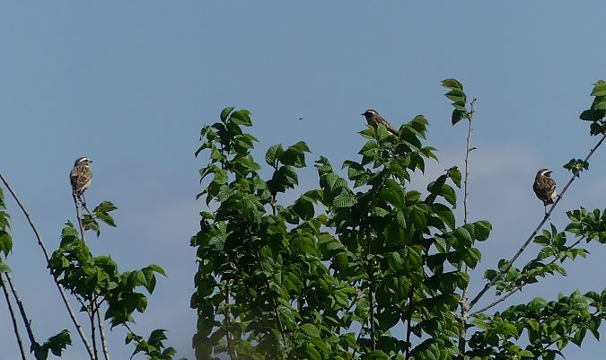 Stiaccino  - Paolo Utmar (FVG)