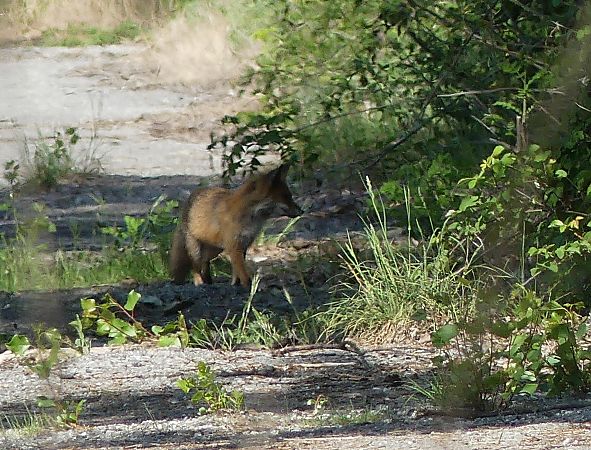 Volpe  - Paolo Utmar (FVG)