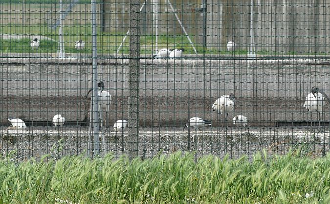 Ibis sacro  - Paolo Utmar (FVG)