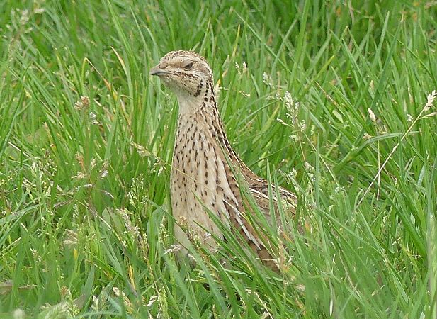 Quaglia  - Paolo Utmar (FVG)