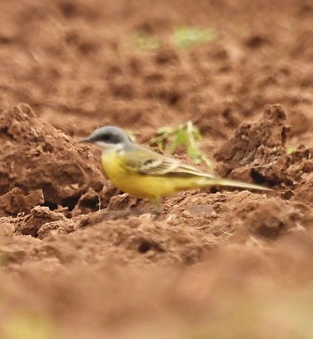 Cutrettola capocenerino  - Walter Sassi