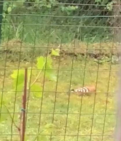 Upupa  - Walter Sassi