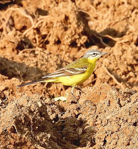 Cutrettola di Sykes  - Walter Sassi