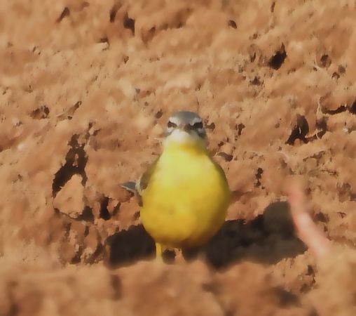 Cutrettola di Sykes  - Walter Sassi