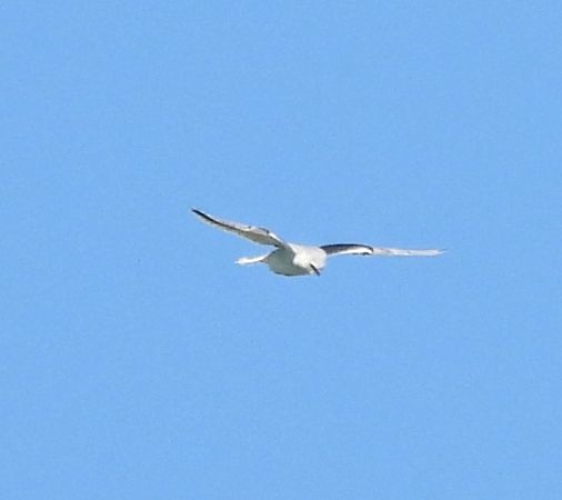 Nibbio bianco  - Walter Sassi