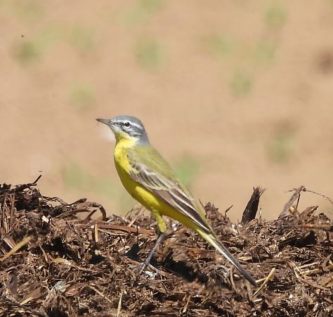 Cutrettola di Sykes  - Walter Sassi