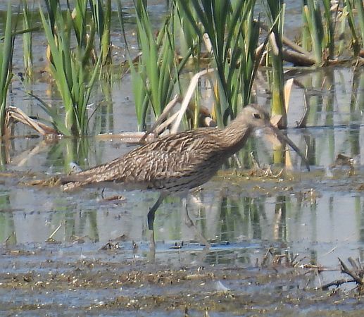 Chiurlo maggiore  - Maria Paola Girardo