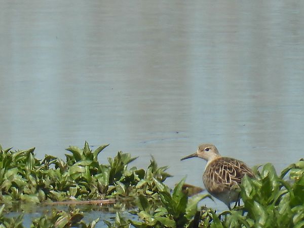 Ruff  - Maria Paola Girardo