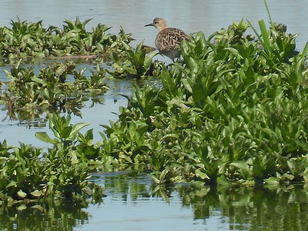 Combattente  - Maria Paola Girardo