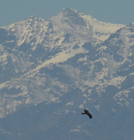 Nibbio bruno  - Maria Paola Girardo