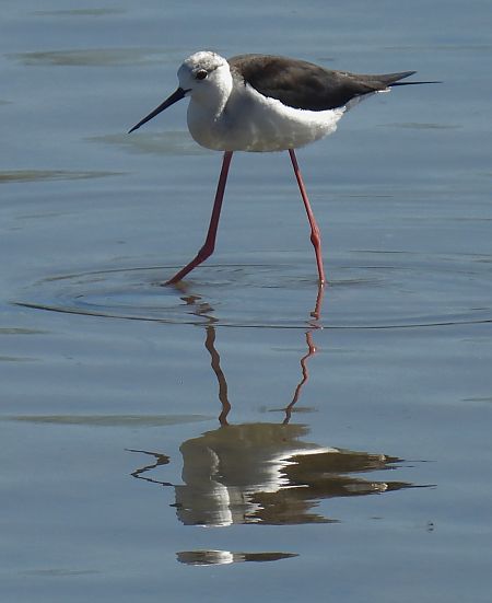 Cavaliere d'Italia  - Maria Paola Girardo