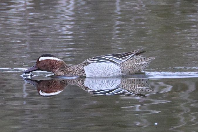 Marzaiola  - Filippo Ferraioli