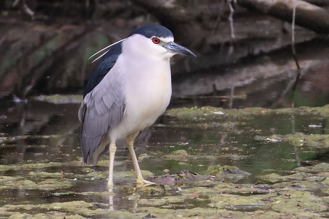 Nitticora  - Filippo Ferraioli