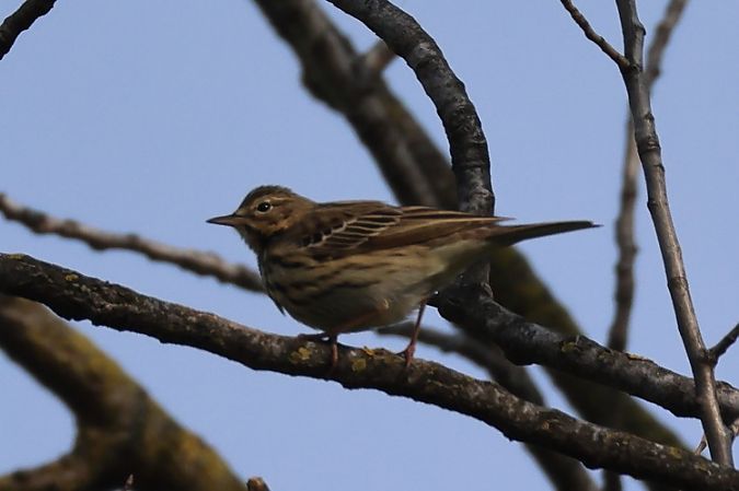 Prispolone  - Filippo Ferraioli