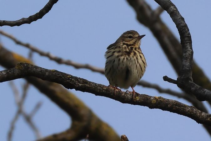 Prispolone  - Filippo Ferraioli