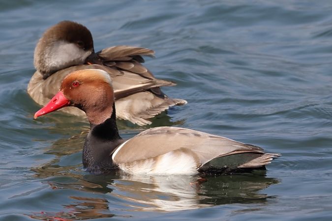 Fistione turco  - Filippo Ferraioli
