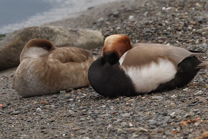 Fistione turco  - Filippo Ferraioli