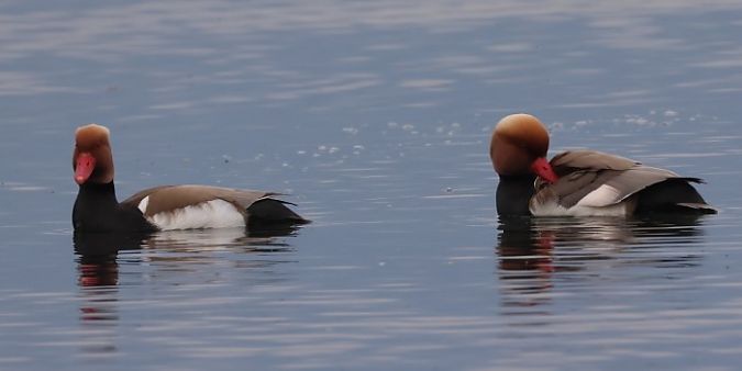 Fistione turco  - Filippo Ferraioli