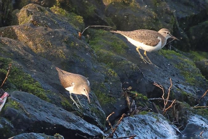 Piro-piro piccolo  - Filippo Ferraioli