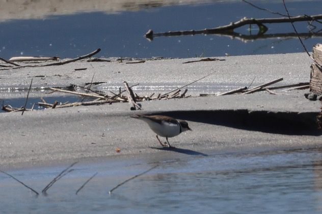 Corriere piccolo  - Filippo Ferraioli