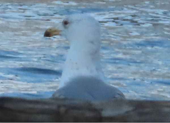 Gabbiano pontico  - Annalisa Sutto