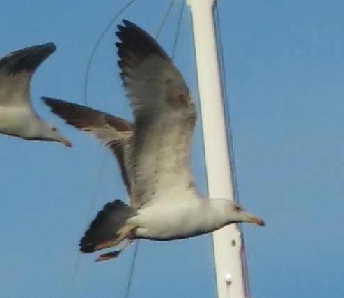 Gabbiano pontico  - Annalisa Sutto