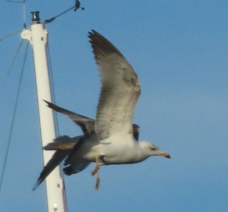 Gabbiano pontico  - Annalisa Sutto