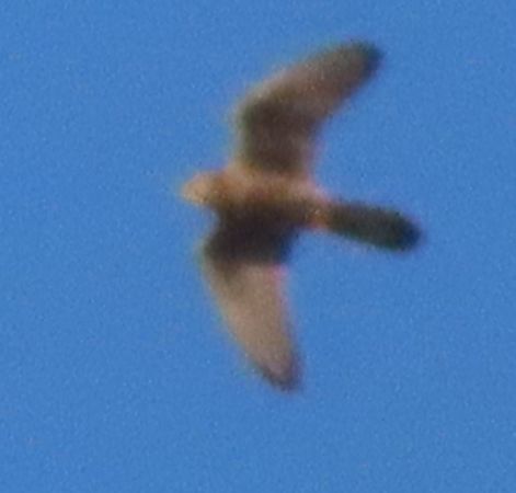 Rapace indeterminato  - Annalisa Sutto