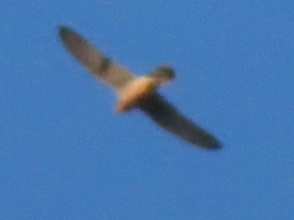 Rapace indeterminato  - Annalisa Sutto