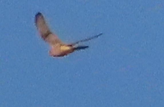 Rapace indeterminato  - Annalisa Sutto