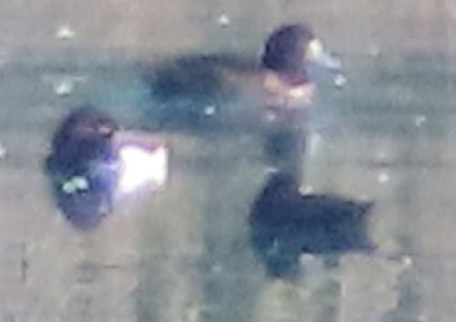 Moretta grigia  - Annalisa Sutto